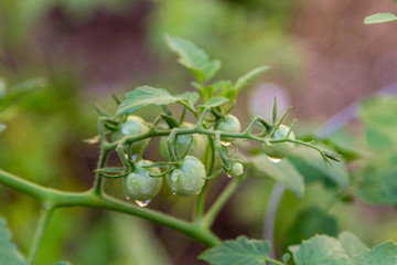 Obraz premium Green tomatoes on the vine