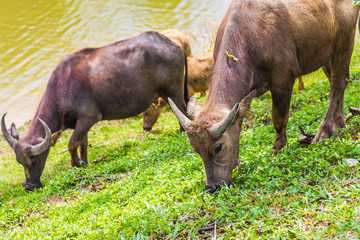 Buffalo walk eating grass in field. Buffalo portrait. Asian buffalo in farm in thailand .Close up