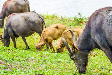 Buffalo walk eating grass in field. Buffalo portrait. Asian buffalo in farm in thailand .Close up