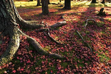 Colored leaves of Nanzen-ji Temple in Kyoto