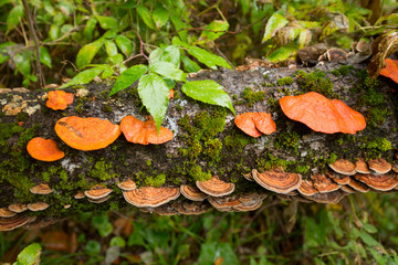 Orange bracket fungus on rotting log in Carrabasset Valley, Maine.
