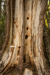 Big woodpecker holes in a dead tree, Carrabasset Valley, Maine.