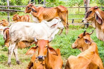 Close Up Portrait of white and brown cow and animal red calf child in green background. cows standing on the ground with farm agriculture. traditional cow in asia, cow resting, selective focus
