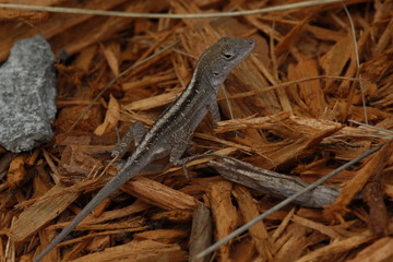 Eidechse Browns Anole