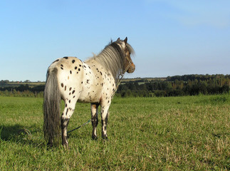 horse grazing in the field, flea-bitten pony