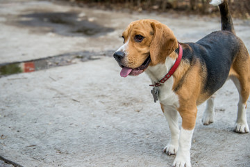 perrito beagle perro mascota paseo en el parque sonriente tierno feliz