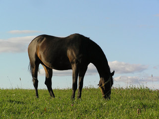 Fototapeta na wymiar horse grazing in the field