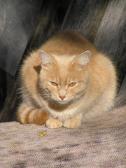 Obraz na płótnie Canvas red cat basking in the sun