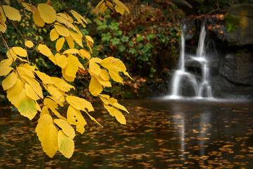 Stanley Park Pond. A pond and waterfall in the middle of Stanley Park. Vancouver, British Columbia, Canada.

