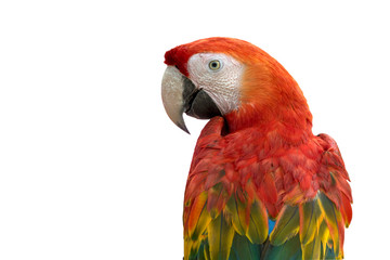 Closeup scarlet macaw isolated on white background