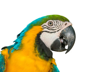 Blue and gold macaw isolated on white background