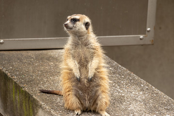 Meerkat Suricata suricatta, African native animal, small carnivore belonging to the mongoose family