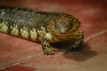 Shingleback lizard