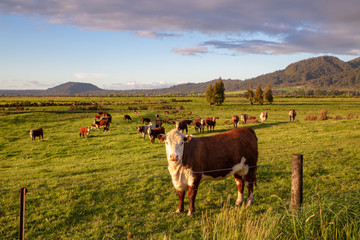 A hereford cow looks up from grazing in the evening sun in New Zealand - obrazy, fototapety, plakaty