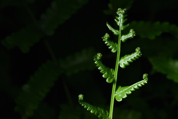 Green ferns in a beautiful natural black background. Found in tropical botanical gardens. In Thailand, you will find all areas. It grows in damp or in water.