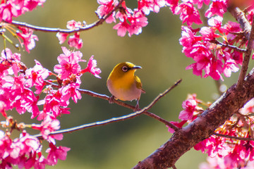 bird on a branch