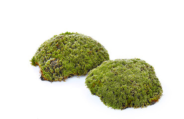 moss isolated on white background