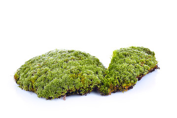 moss isolated on white background