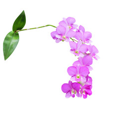 Fototapeta na wymiar Close up beautiful inflorescence branch of purple dendrobium orchids flower blooming and green leaf stem isolated on white background