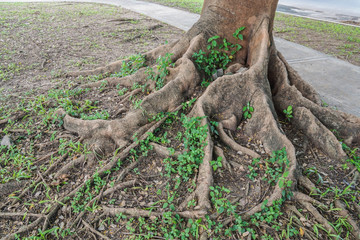 close up taproot of old giant tree in park