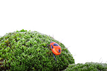 Close up of ladybug,macro ladybug on moss