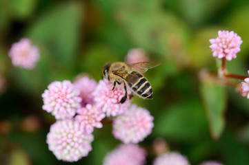 ミツバチとピンクの小花