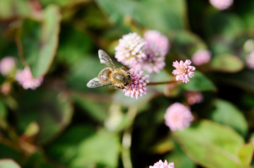 ミツバチとピンクの小花