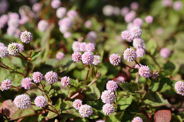 ピンクの小花　ヒメツルソバ