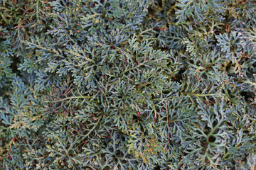 Selaginella erythropus in the garden. Top view background.