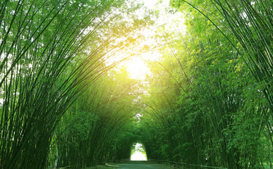 Fototapeta na wymiar Bamboo tunnel and walkway in nature with sunlight through.