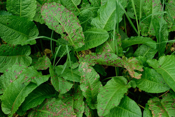 Plantas verdes