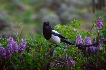 the magpie