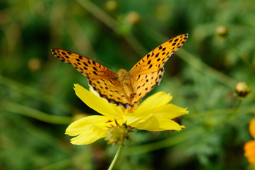 蝶とコスモスの花