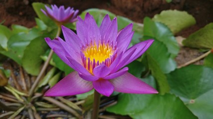 #Lotus#Beautiful#Purple