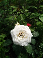 Белая роза