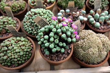 Succulent plants