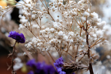 Dried white and purple flowers background