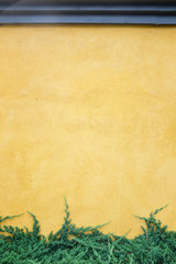 Vertical photo of yellow fresco wall and green plant at bottom background