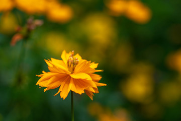 Yellow flower of Coreopsis on the background of leaves in garden.
