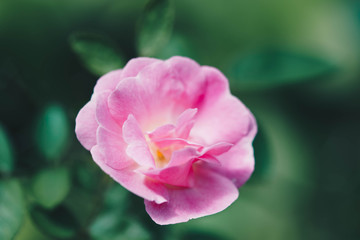 Gertrude Jekyll Rose or Pink Rose in Garden.