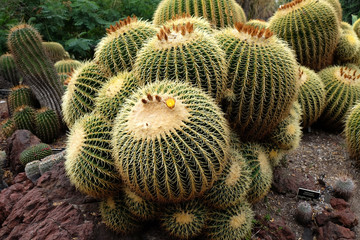 Cactus plants