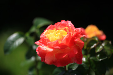 Art photo rose petals isolated on the black natural blurred background with clipping path. Closeup. For design, texture, background. Nature.