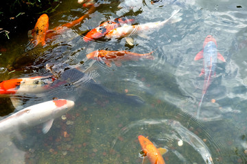 Koi fish