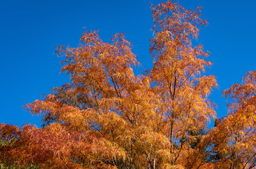 Japanese lace leaf maple in vibrant orange fall color foliage, with blue sky in background
