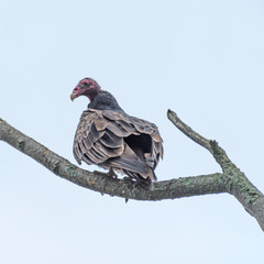 Turkey Vulture
