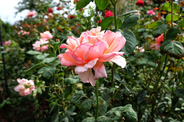 Rose garden