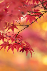 Japanese lace leaf maple in vibrant red fall color foliage, yellow, orange, and red foliage in background
