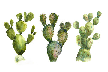 Hand drawn watercolor of cactus on white