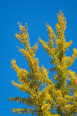 Vibrant ginko biloba tree in yellow fall color against a blue sky

