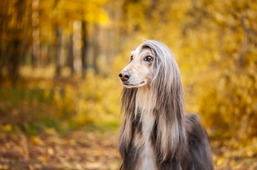 Dog, gorgeous Afghan hound, portrait, against the background of the autumn forest, space for text